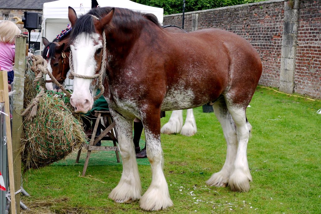 Shire Horse vs Clydesdale Horse Breeds Smarter Horse