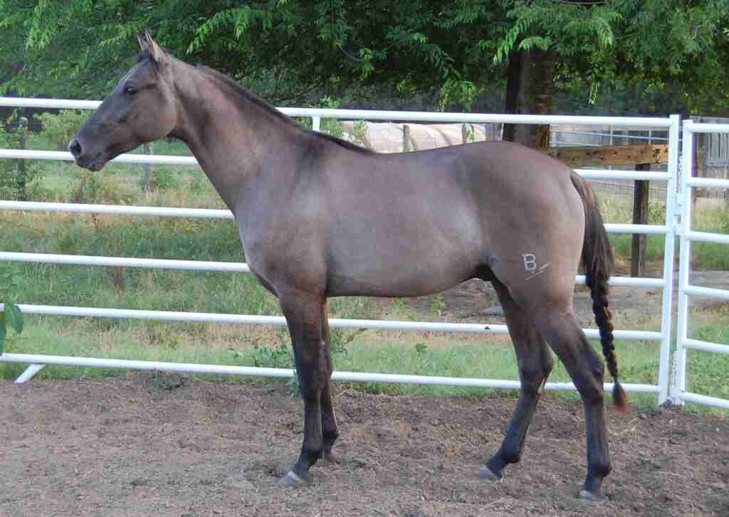 Dun and Buckskin Horse
