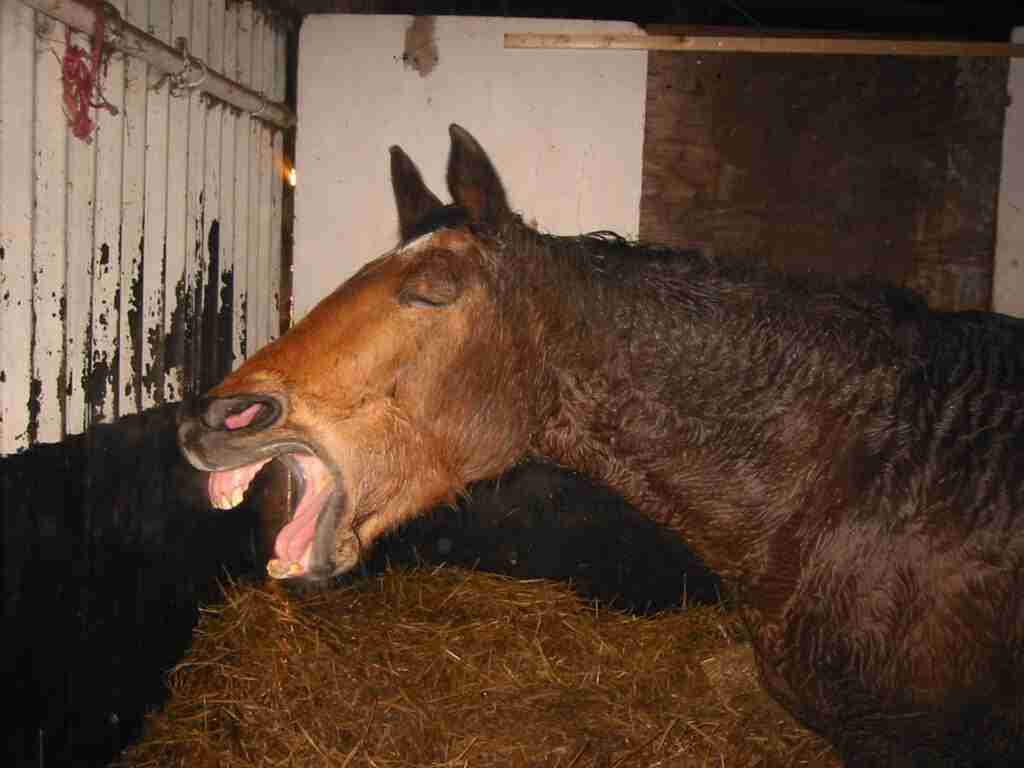 Why Is Your Horse Yawning