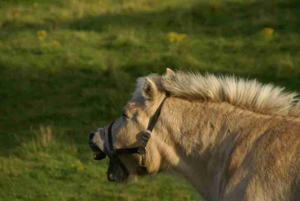 Why Is Your Horse Yawning
