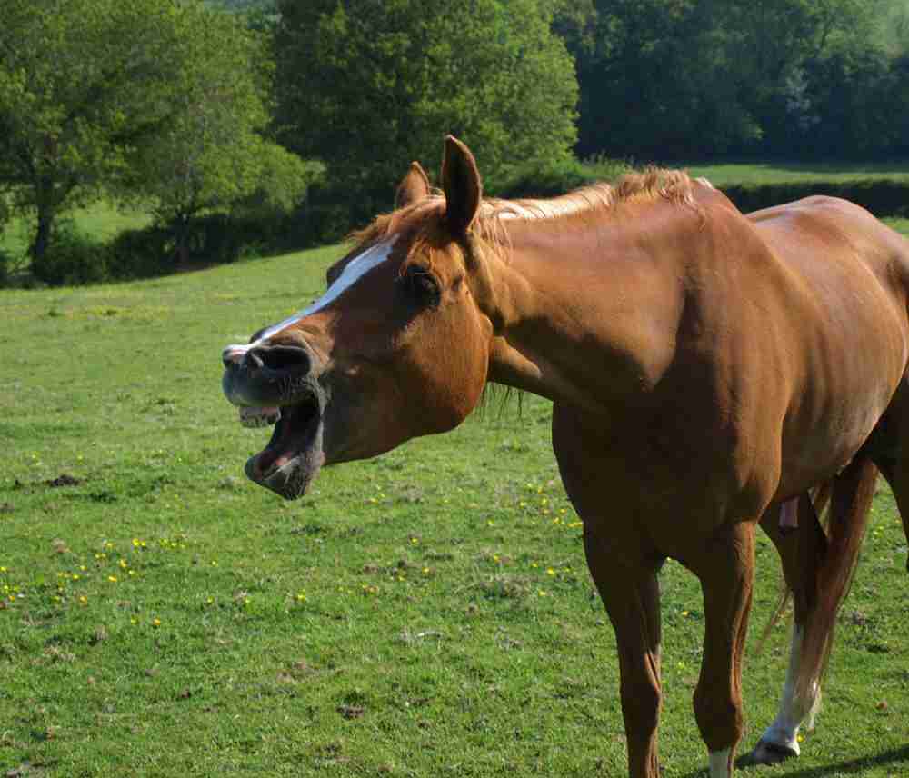 Why Is Your Horse Yawning