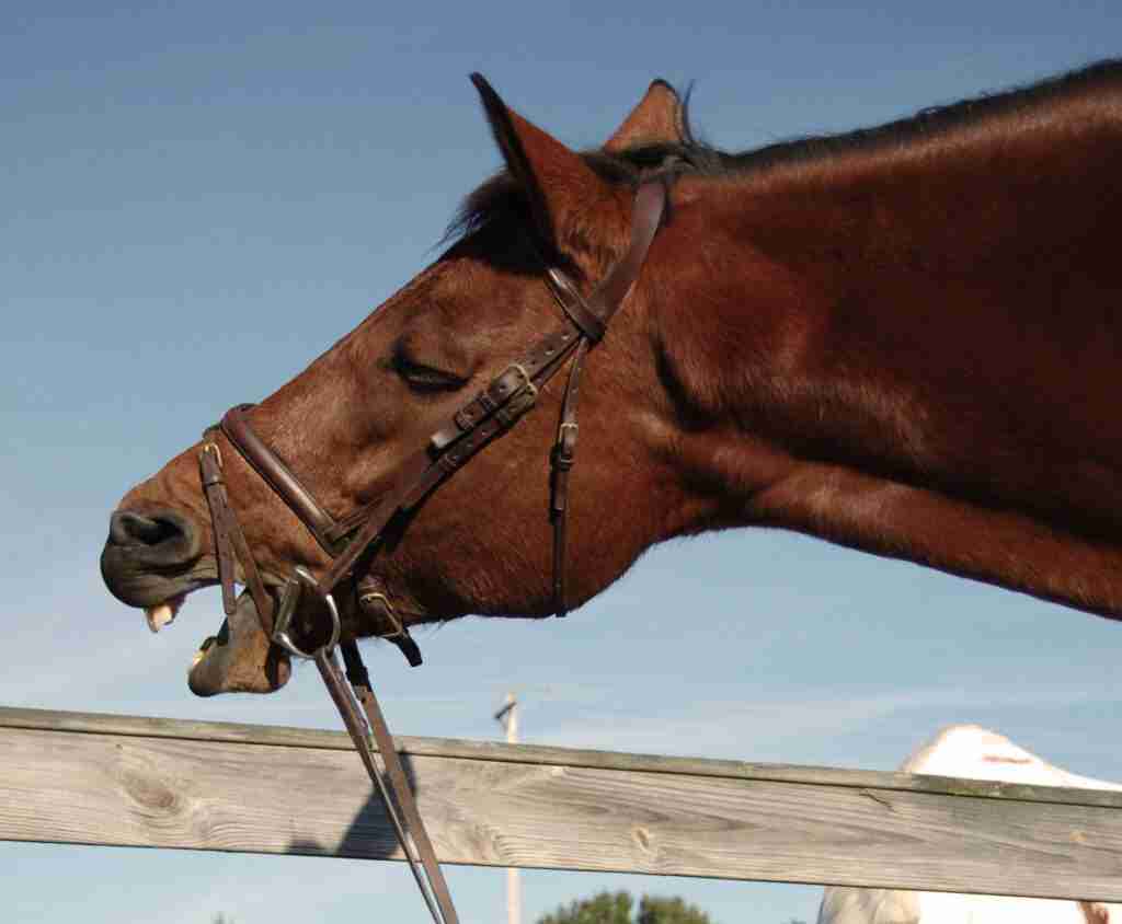 Why Is Your Horse Yawning