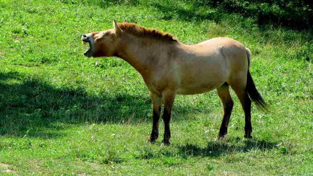 Why Is Your Horse Yawning
