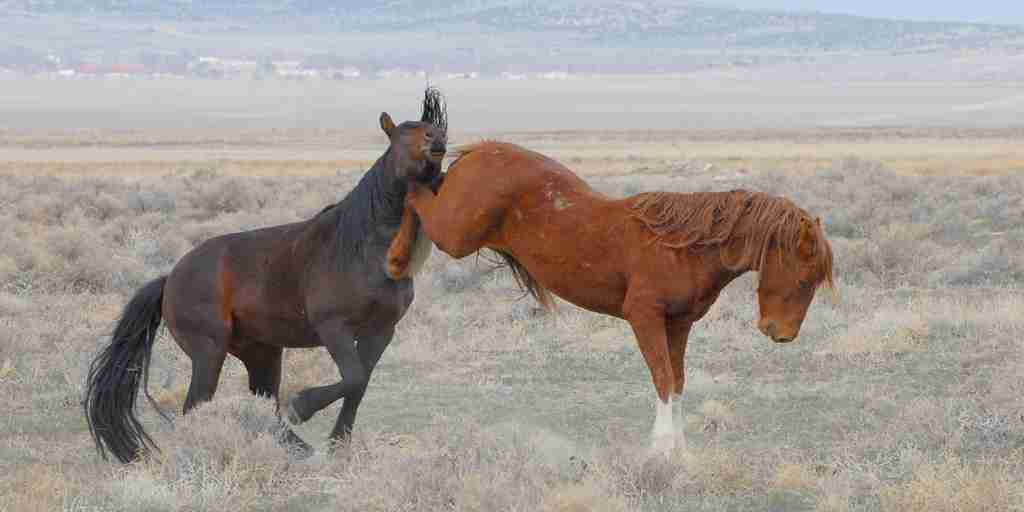 One horse kicking another horse