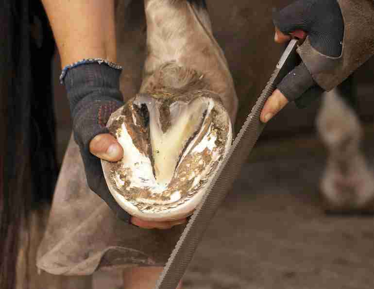 Farrier filing barefoot hoof