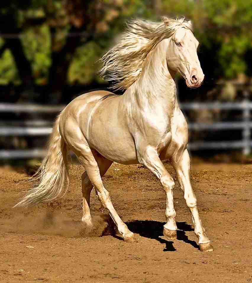 hairless horse in paddock