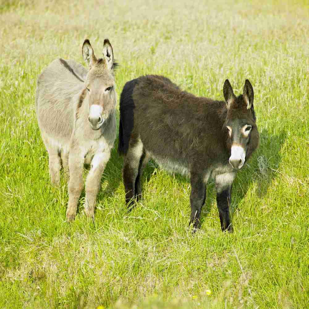 Two donkeys in field.