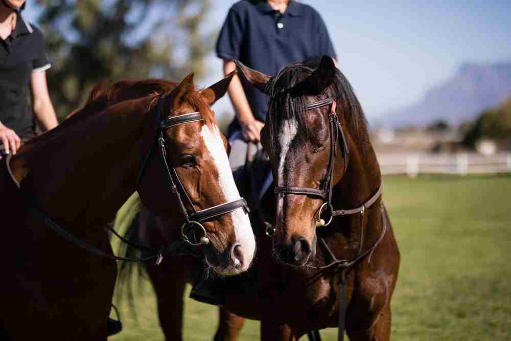 Horses on the race track shows that horses do sweat.