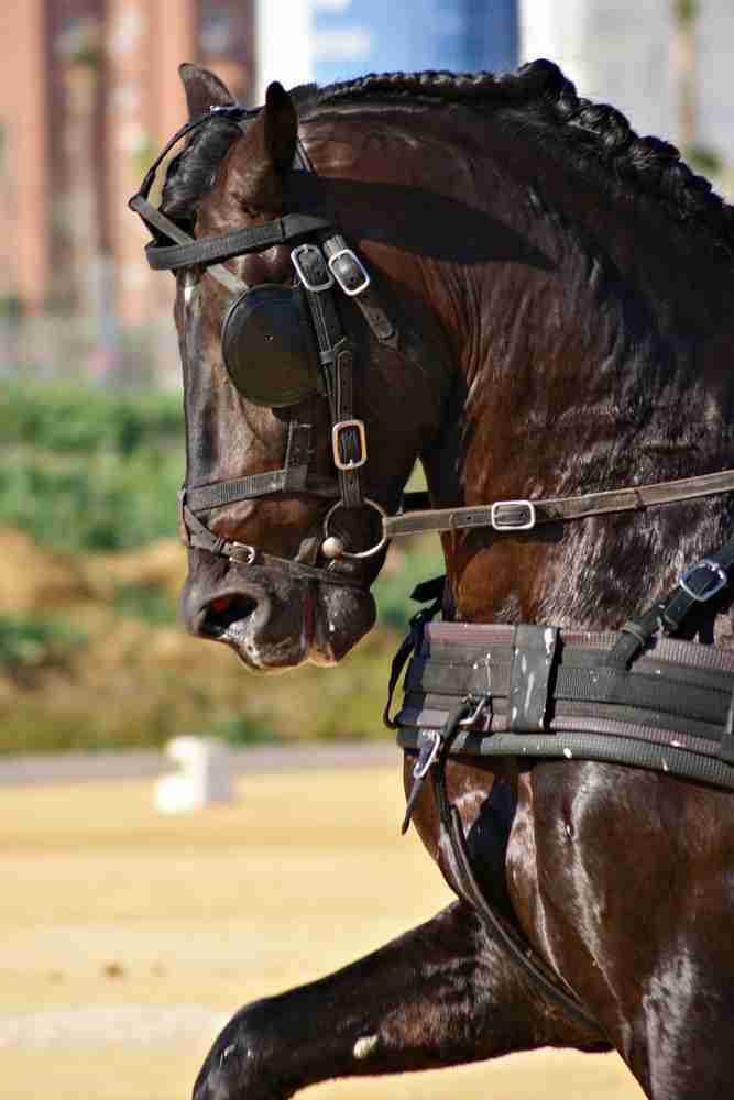 Harness horse, showing that horses sweat