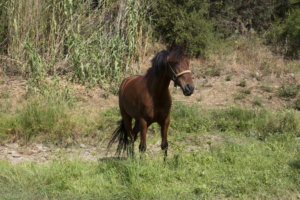 A lone horse in a field. Are horses smart?