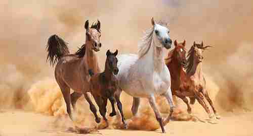Are Horses Dumb or Are Horse Smart?