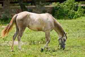 Azteca horse grazing