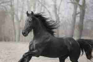 Beautiful black horse