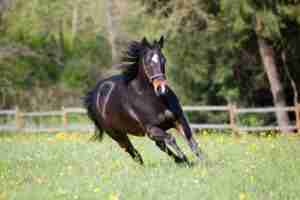 Black horse running
