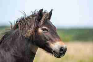 Horse feeling Sick