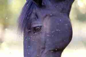 Horse with many flies on the eye