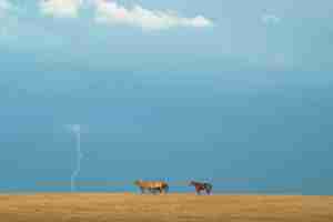 Horses in the thunderstorm