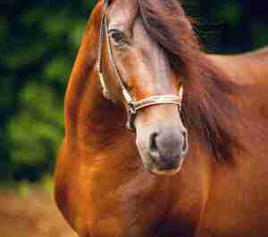 paso fino horse