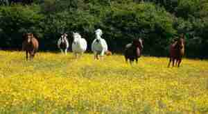 Paso-Fino-Horses-Running