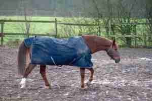Protect horse from rain