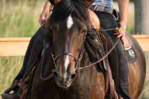 azteca brown horse