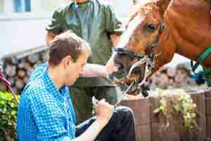 boy giving treatment to horse