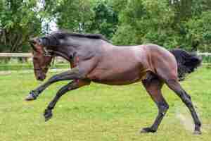 brown horse