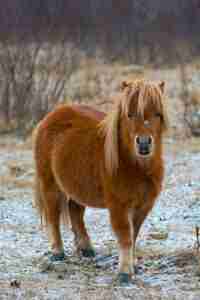 brown-pony-horse