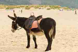 donkey on the beach