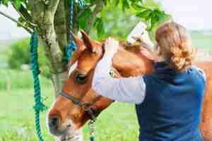 girl taking care of horse