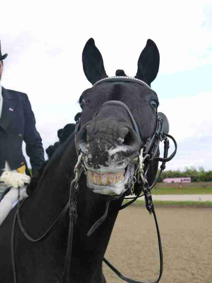 dressage horse foaming at mouth