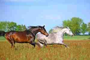horses running