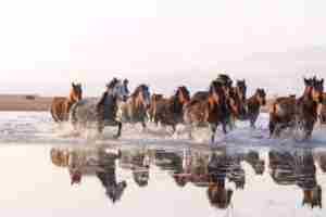 horses running in the river
