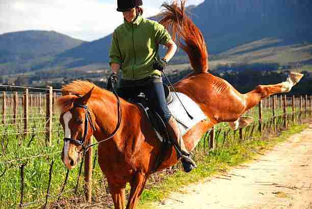 how hard does a horse kick