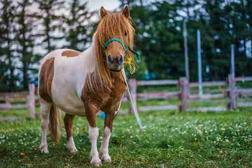 how much weight can a mini horse carry