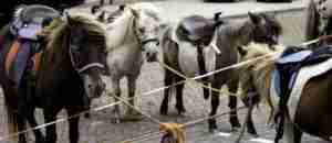 pon horses group
