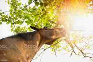  roached-mene-eating-leaves