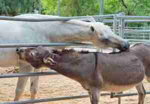 roached mene love