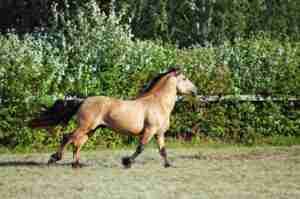 running brown horse