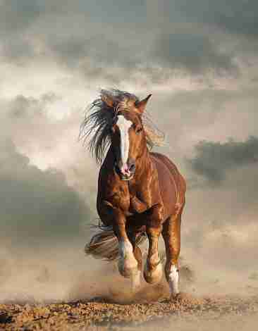 How many miles can a horse run