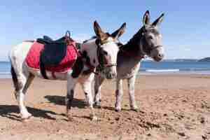 saddle donkeys