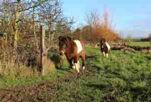 two mini horses running