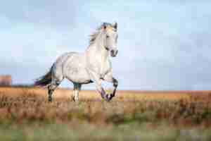 white horse running