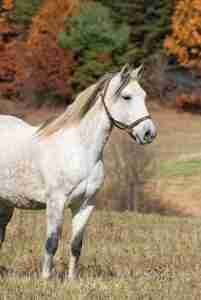 white paso fino horse
