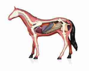 Horse Anatomy