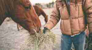 carnivorus horse