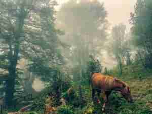 horse eating
