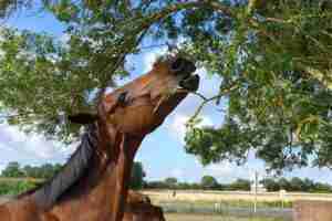 Why Do Horses Nod Their Heads: 13 Factual Reasons - Smarter Horse