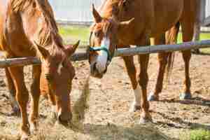 horse nutrition