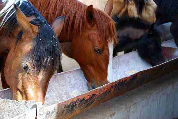 do horses eat meat